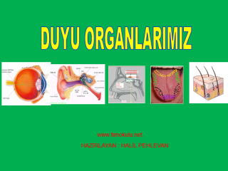 Duyu Organlarımız
